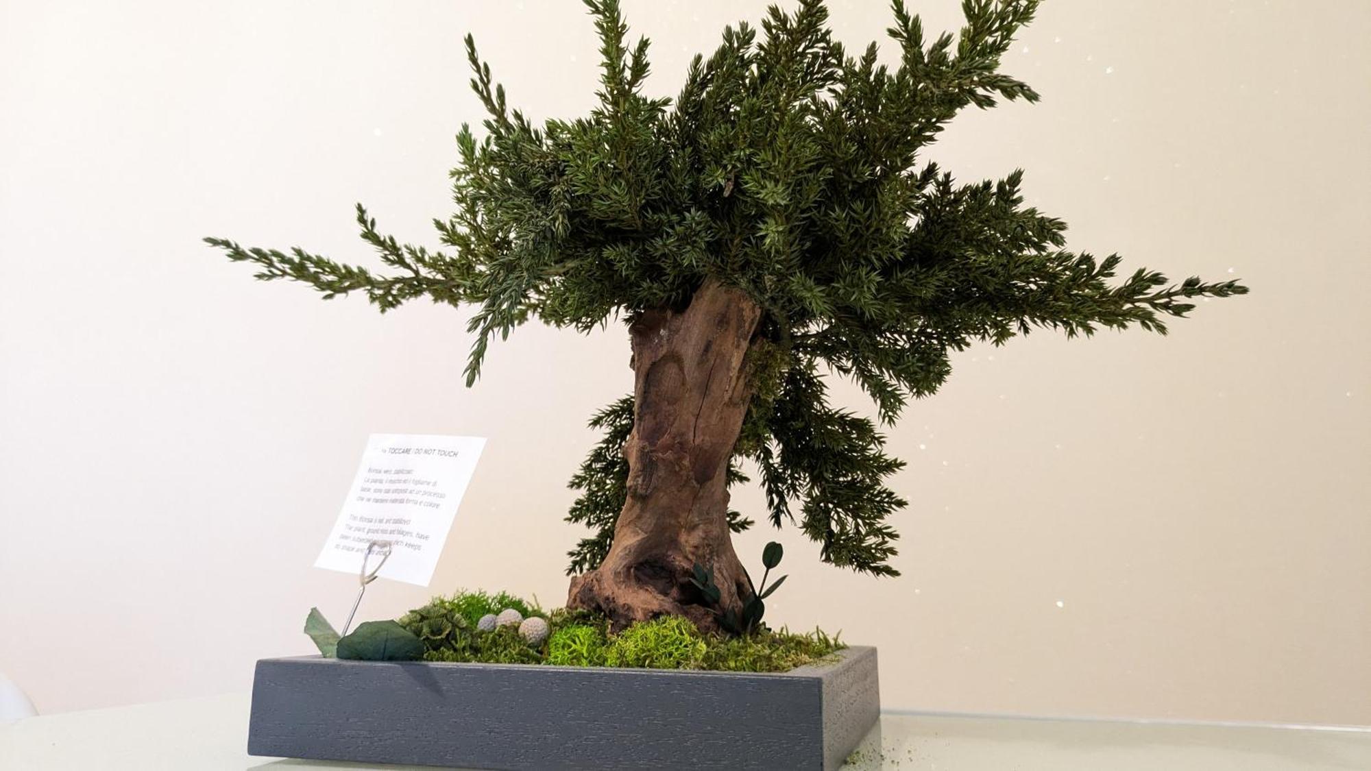 Bonsai Bed & Breakfast Fiumicino Dış mekan fotoğraf